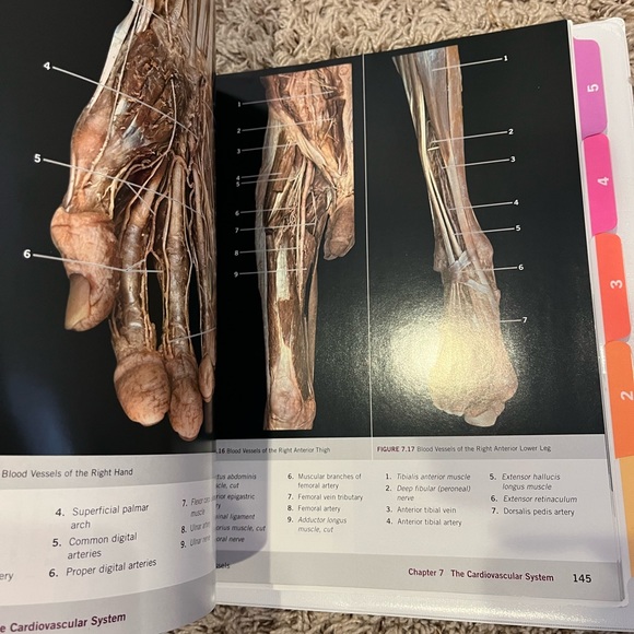 Anatomy and physiology lab textbook - Picture 2 of 4